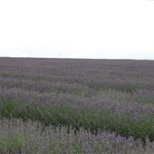 Hitchin Lavender