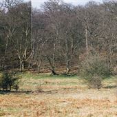 Knebworth House - Woodland