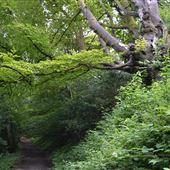 Mount Edgcumbe Woodland
