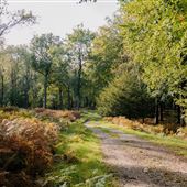 Longleat Forest