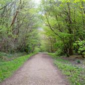 Dene Park Forest