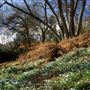 NT - Winkworth Aboretum