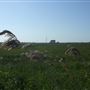 RSPB Buckenham Marshes