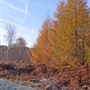 FE - Rendlesham Forest