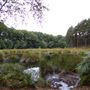 FE - Delamere Forest
