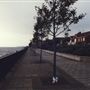 Riverside Walk, Maldon Drive