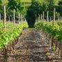 Frithsden Vineyard