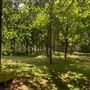 Bygrave Woods