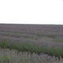 Hitchin Lavender