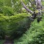 Mount Edgcumbe Woodland