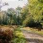 Longleat Forest