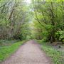 Dene Park Forest